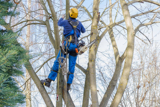 How Our Tree Care Process Works  in  Grafton, OH